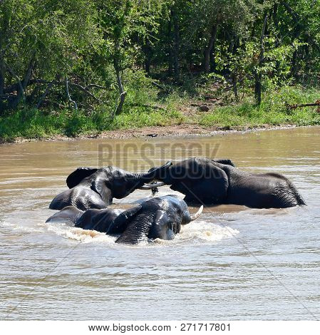 Elephants In Kruger National Park In South Africa,floating In Pioner Dam