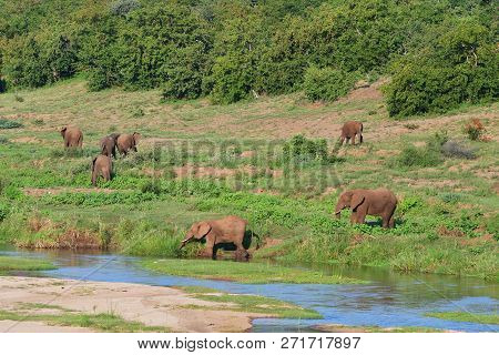 Elephants In Kruger National Park In South Africa,pasture In Letabariver