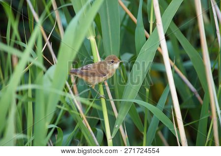 Marsh Warbler (acrocephalus Palustris) Sits On The Reed In The Bushes On The Lake.