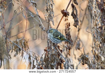 Siskin (spinus Spinus) Sits On Thin Dry Blade Of Grass In A Clearing In The Winter Forest Park.