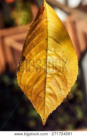 Close-up Of A Fruit Tree Leaf In Autumn In Poland