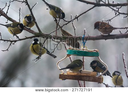 Tomtits And Sparrow On The Branch Near Bird Feeder. Many Hungry Birds Eat Seeds In The Feeder On The