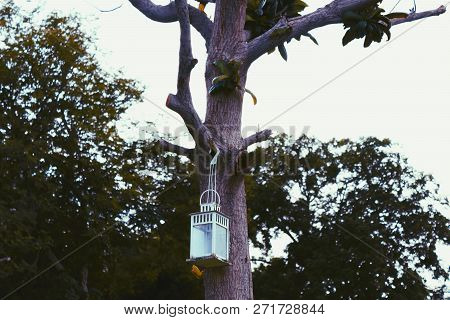 Lantern On Tree For Superstitious Reasons One Might Think