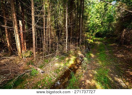 Journey On Foot Through Uncharted Roads Of A Green Forest. Summer In The Forest. Wild Nature Of Nort