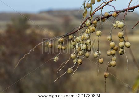 Ripened Fruits Of Ukrainian Olives