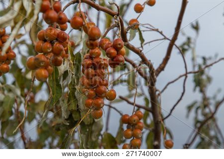 Ripened Fruits Of Ukrainian Olives