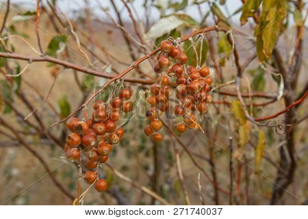 Ripened Fruits Of Ukrainian Olives