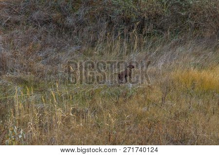 The Last Days In The Tavrian Steppe