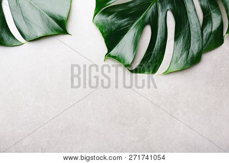 Monstera Leaves On Grey Concrete Background. View From Above. Monstera Background. Summer Nature Spa