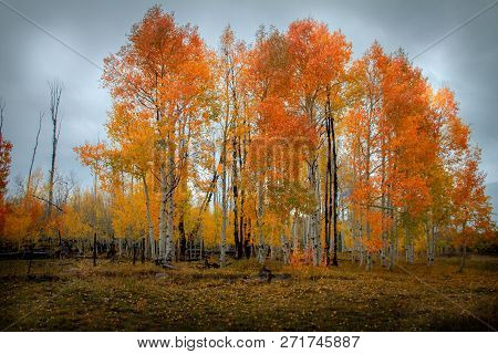 Moody And Cloudy View Of A Forest Of Vibrantly Colored Birch And Aspen Tree In The Autumn In Sothern