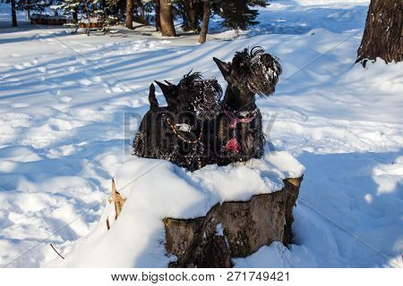Black Scotish Terrier Like Hunting In Winter Forest