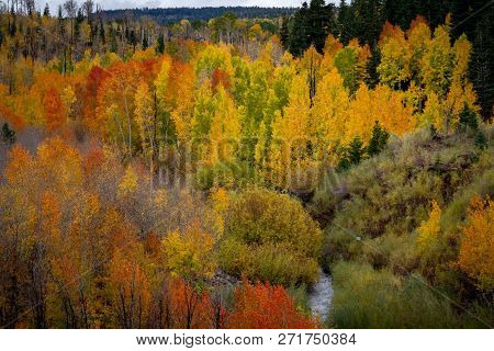 Magnificent Misty View Of The Many Different Autumn Leaf Colors And A Meandering Stream In The Kolob