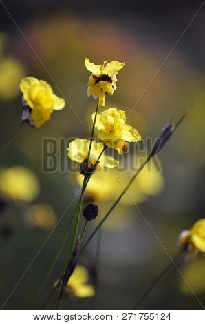 Yellow Flowers Of The Australian Native Xyris Bracteata, Family Xyridaceae, Growing In Heath In The 