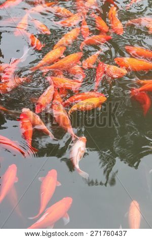 Koi Carp Fish In The Lake Or Pond. Top View. Vertical.