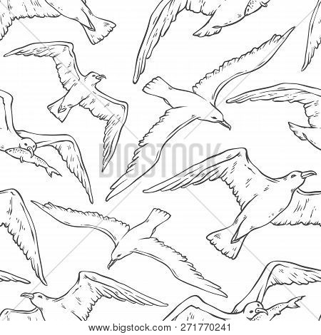Vector Seamless Pattern Flying Seagulls. Bird Gull Angler Black White Monochrome Outline Sketch Illu