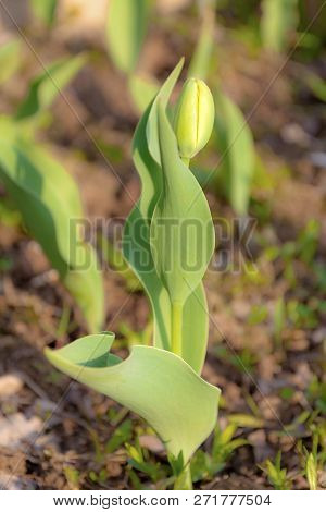 Not Open Bud Of A Tulip, Spring Day, Close-up.