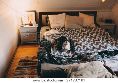 Cozy Winter Home With Dog Sleeping On Bed On Warm Blanket, Book And Cup Of Tea. Authentic House Inte