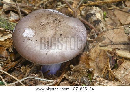 Wood Blewit - Lepista Nuda 
Woodland Fungi