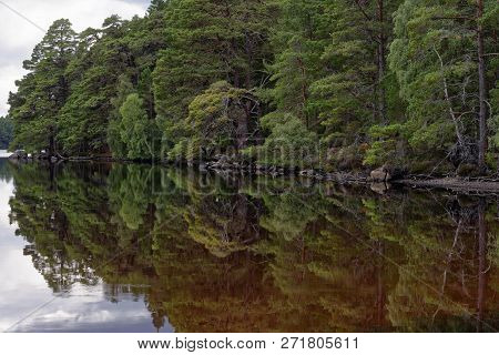 Refrections Of Scots Pine Trees, Loch Garten, Straithspey, Scotland, Uk