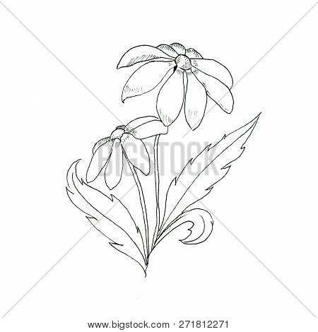 The Contours Of The Flower. Two Daisies. Minimalism