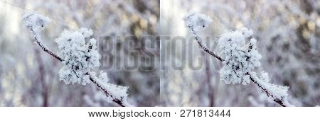 Stereo Pair With Sprig Puzyreplodnika Kalinolistnogo, Physocarpus Opulifolius Clear Winter Day. Shal