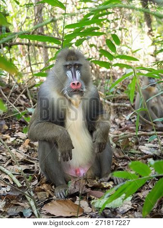 Mandrill Close-up Portrait (mandrillus Sphinx) Gabon America