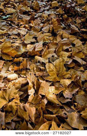 gevallen bladeren in de herfst