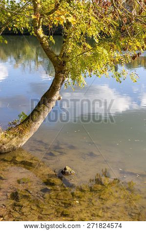 Tree At Oise River In Auvers-sur-oise Village