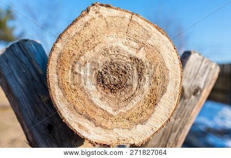 Crosscut View Of Sick Pine Log On Wooden Sawhorse, Preparation For The Cold Season.