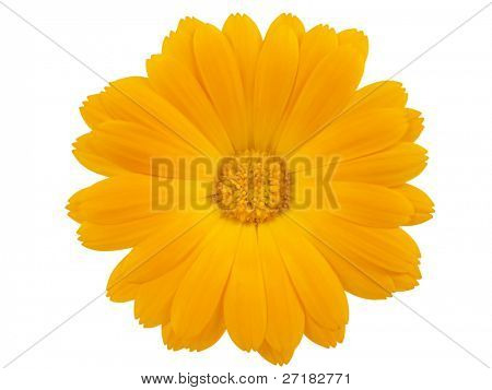 Visualizzazione di un giallo marigold isolata on white