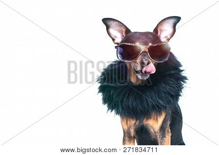 Stylish, Chic Dog  Isolated , Diva In A Fur Coat And Icked In Anticipation Of Purchases And Discount