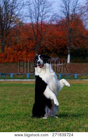 The Breed Of Dogs Border Collie Stands On Its Hind Legs And Shows Tongue