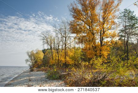 Gold Trees And Bushes  On A Coast Illuminated By The Sun. Sandy Beach And Plants By The Sea. Calm Su