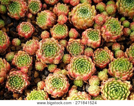 Colourful Sempervium Succulent Plants Growing Densely In A Pot