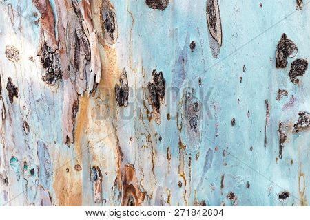 Bark Of Tree. Background. Wallpaper Texture.close Up.