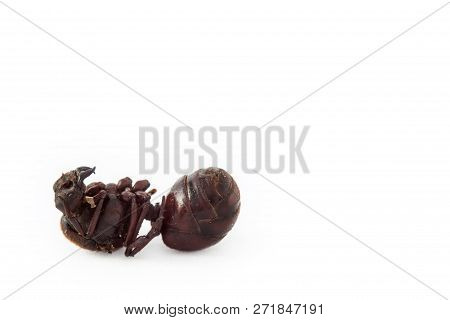Edible Ant Traditional From Santander Region Of Colombia Called Hormiga Culona Which Literally Trans