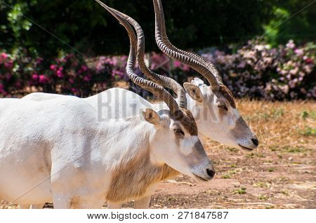 Two White Addaxes Also Known As The White Antelopes And The Screwhorn Antelopes Graze In The Field I