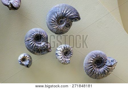 A Closeup Of The Prehistoric Fossil Ammonite In The Museum Of Paleontology.