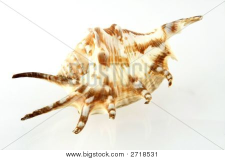 Cockleshell
