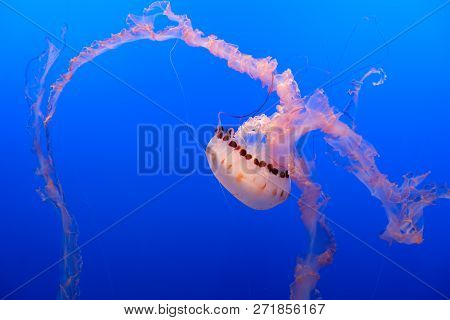 Jellyfish Or Rhizostoma Pulmo Floating In Deep Blue Water