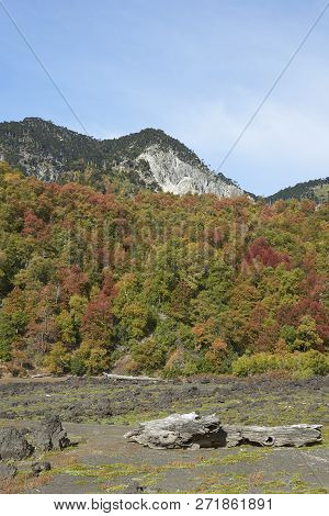 Autumn In Conguillio National Park In Southern Chile. Trees In Autumn Foliage In The Foreground; Eve