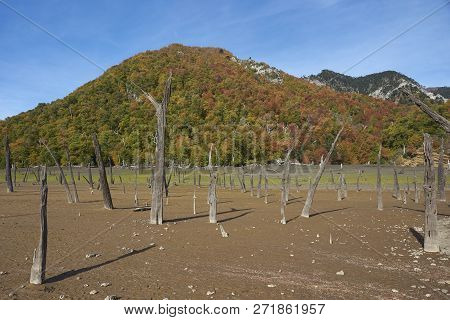 Autumn Colours On The Forested Hillsides Surrounding Laguna Verde In Conguillio National Park In Ara