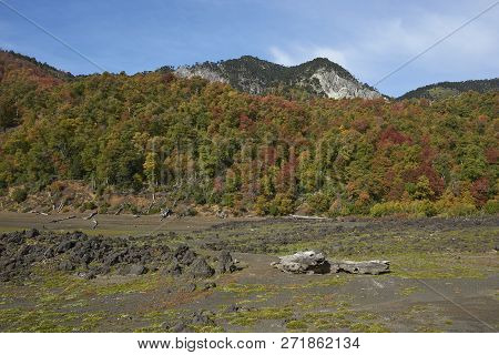 Autumn In Conguillio National Park In Southern Chile. Trees In Autumn Foliage In The Foreground; Eve