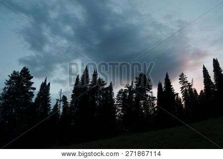 Dark Silhouettes Of High Pines And Spruces From Below Upwards On Background Of Cloudy Sunset Sky Wit