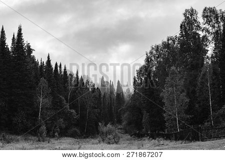 Gloomy Atmosphere Of Evening In Dark Forest In Grayscale. High Firs And Pines In Fog. Overcast Weath