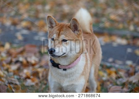 Cute Red Shiba Inu Is Standing On An Autumn Meadow. Pet Animals.