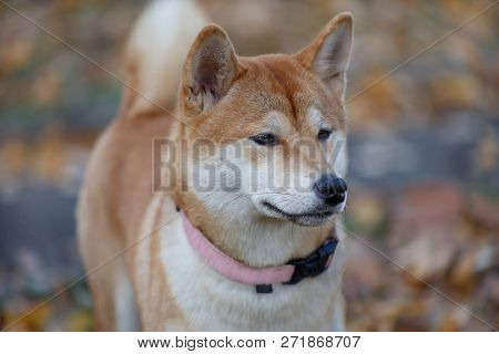 Cute Red Shiba Inu Close Up. Pet Animals.