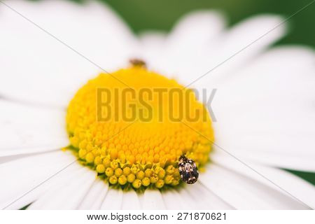 Small Anther Crawls On Big Daisy In Macro. Spotted Brown Beetle On Romantic Flower With Yellow Polle