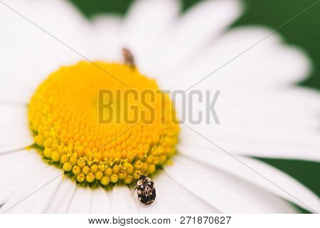 Small Anther Crawls On Big Daisy In Macro. Spotted Brown Beetle On Romantic Flower With Yellow Polle