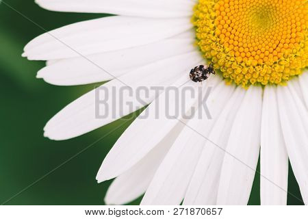 Small Anther Crawls On Big Daisy In Macro. Spotted Brown Beetle On Romantic Flower With Yellow Polle